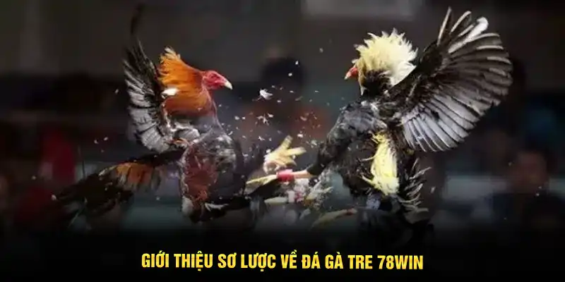 Giới thiệu sơ lược về đá gà tre 78WIN