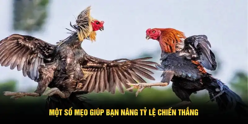 Một số mẹo giúp bạn nâng tỷ lệ chiến thắng